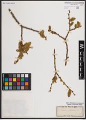 Foto von Salix caprea L.